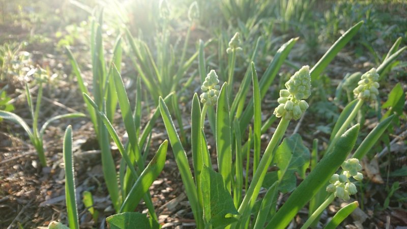 Bellevalia pycnantha 'Green Pearl' tihe bellevaalia